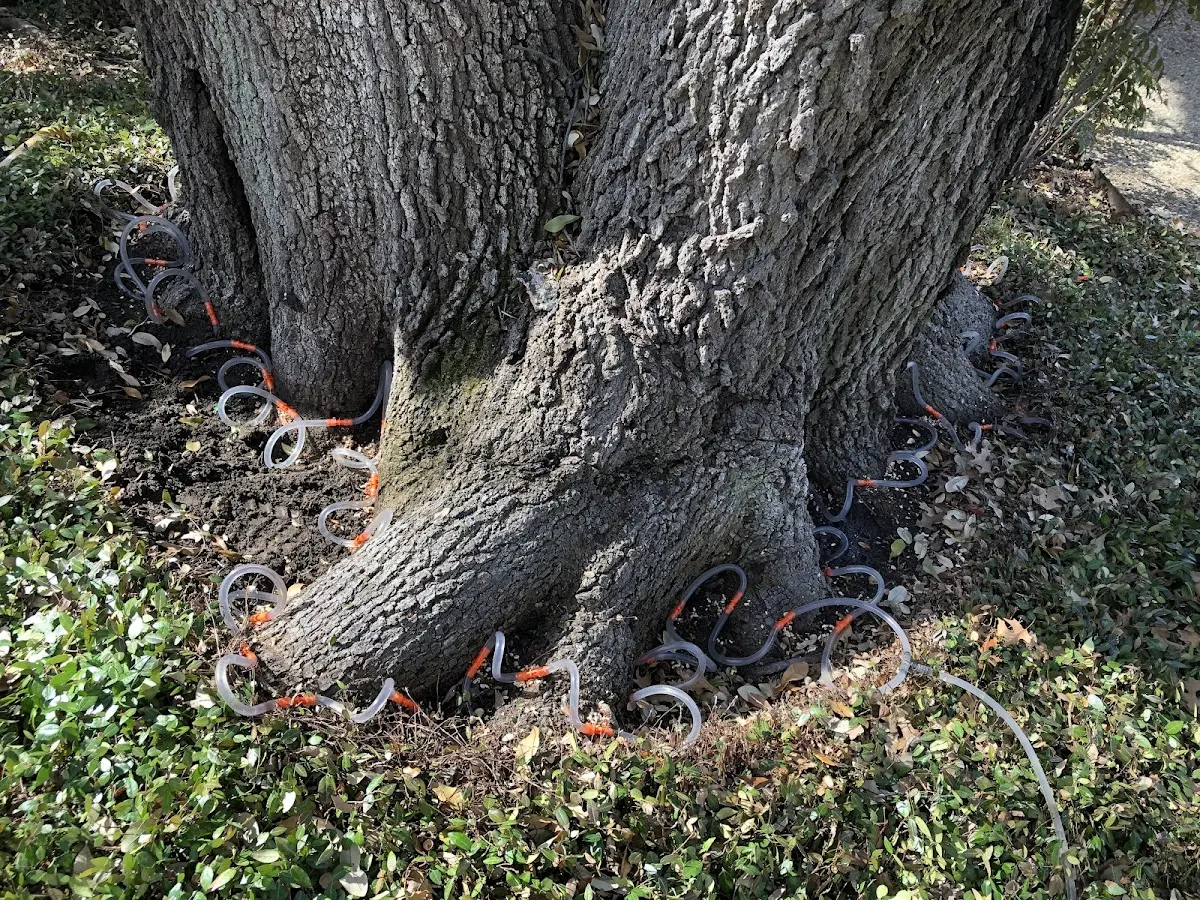 Detailed Tree Cabling and Bracing job site in Dorchester