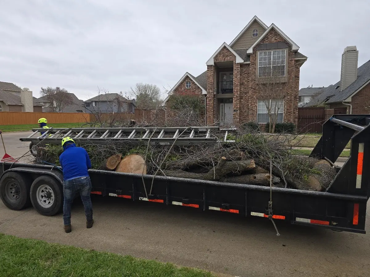 Expert Tree Pest Control with proper safety equipment in Dorchester
